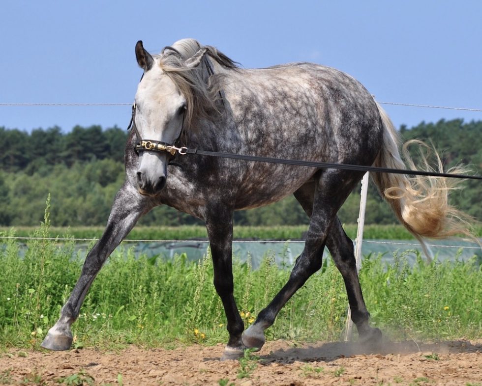 Why use a cavesson at all? Learn Lunging